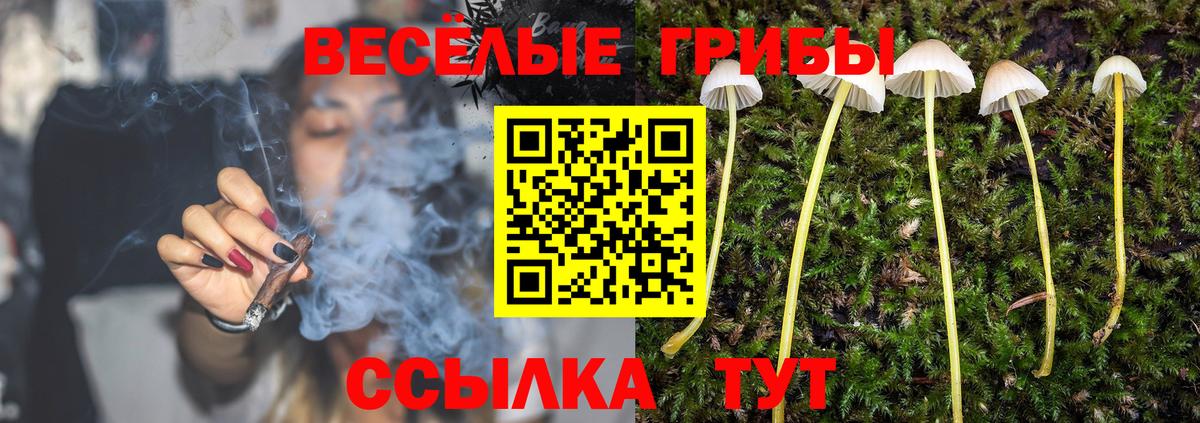 Псилоцибиновые грибы Cubensis  что такое   Галлюциногенные грибы прущие грибы  Семёнов  Вход с VPN 